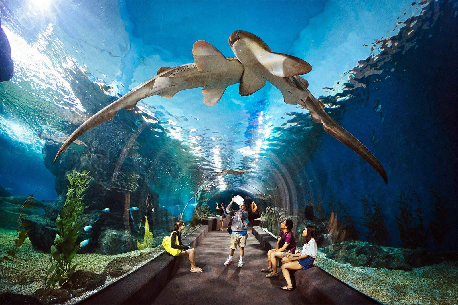 Океанариум Underwater World Pattaya — фото 4